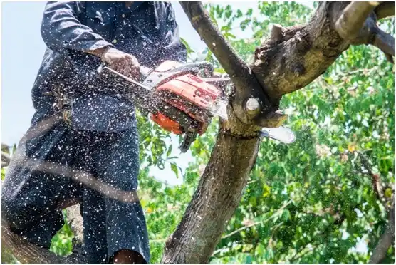 tree services Mobridge